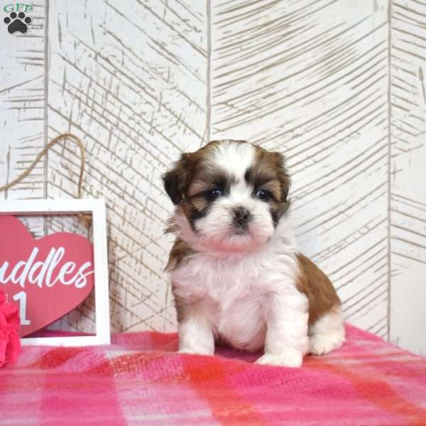 Oliver, Shih Tzu Puppy